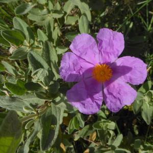 Photographie n°2299874 du taxon Cistus albidus L. [1753]