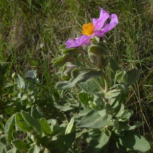 Photographie n°2299875 du taxon Cistus albidus L. [1753]