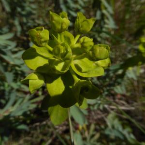 Photographie n°2299878 du taxon Euphorbia amygdaloides L. [1753]