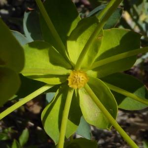 Photographie n°2299879 du taxon Euphorbia amygdaloides L. [1753]