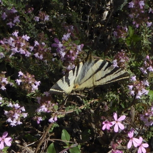 Photographie n°2299886 du taxon Thymus vulgaris L.