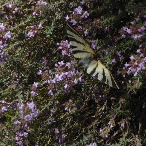 Photographie n°2299887 du taxon Thymus vulgaris L.