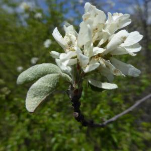 Photographie n°2299893 du taxon Amelanchier ovalis Medik.