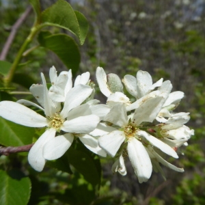 Photographie n°2299895 du taxon Amelanchier ovalis Medik.