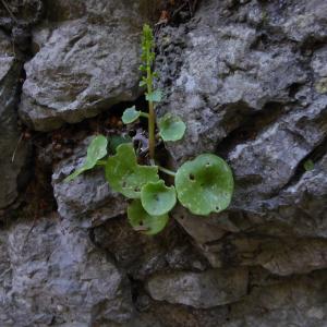 Photographie n°2299900 du taxon Umbilicus rupestris (Salisb.) Dandy