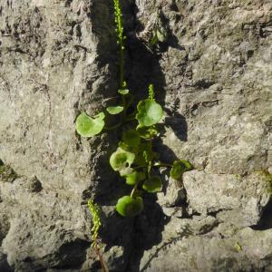 Photographie n°2299901 du taxon Umbilicus rupestris (Salisb.) Dandy