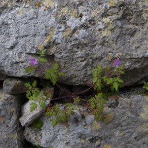 Photographie n°2299908 du taxon Geranium robertianum L.