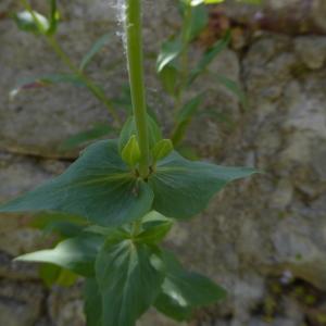 Photographie n°2299915 du taxon Centranthus ruber (L.) DC.