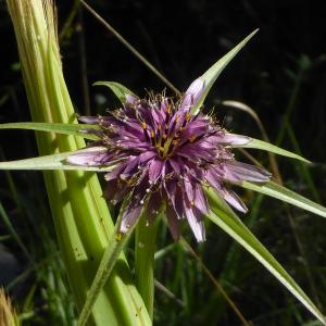 Photographie n°2300014 du taxon Tragopogon angustifolius Bellardi ex Willd. [1803]