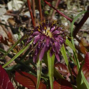 Photographie n°2300015 du taxon Tragopogon angustifolius Bellardi ex Willd. [1803]