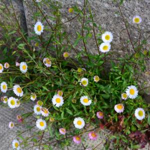  - Erigeron karvinskianus DC. [1836]