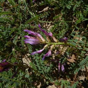 Photographie n°2300036 du taxon Astragalus L. [1753]