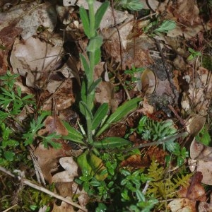 Photographie n°2300099 du taxon Arabis hirsuta (L.) Scop. [1772]