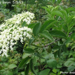 Photographie n°2300135 du taxon Sambucus nigra L. [1753]