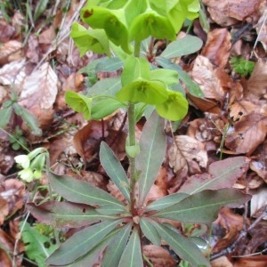 Photographie n°2300140 du taxon Euphorbia amygdaloides L.
