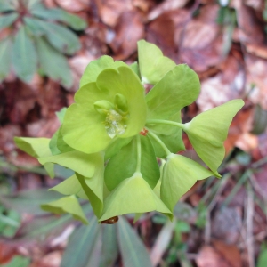 Photographie n°2300141 du taxon Euphorbia amygdaloides L.