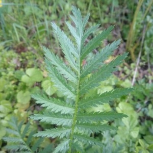 Photographie n°2300143 du taxon Tanacetum vulgare L. [1753]