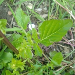 Photographie n°2300144 du taxon Barbarea vulgaris R.Br. [1812]