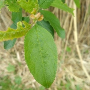 Photographie n°2300155 du taxon Prunus domestica L. [1753]
