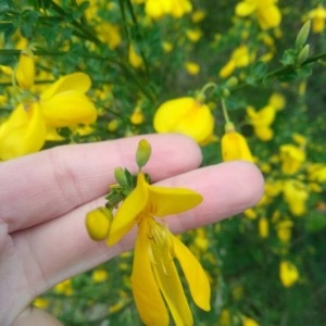 Photographie n°2300161 du taxon Cytisus scoparius (L.) Link [1822]