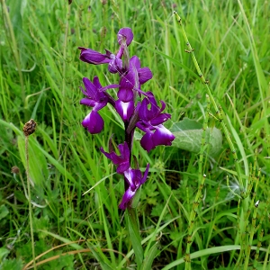 Photographie n°2300162 du taxon Anacamptis laxiflora (Lam.) R.M.Bateman, Pridgeon & M.W.Chase [1997]