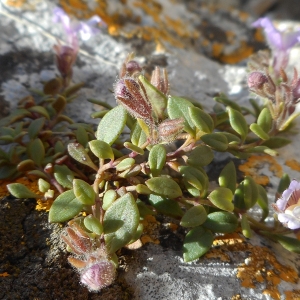 Photographie n°2300183 du taxon Chaenorhinum origanifolium (L.) Kostel. [1844]
