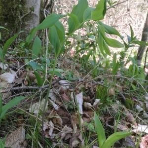 Photographie n°2300240 du taxon Polygonatum odoratum (Mill.) Druce [1906]