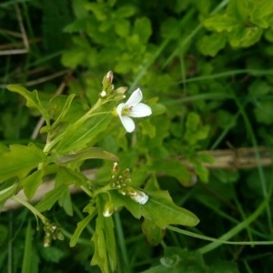 Photographie n°2300245 du taxon Cardamine amara L. [1753]