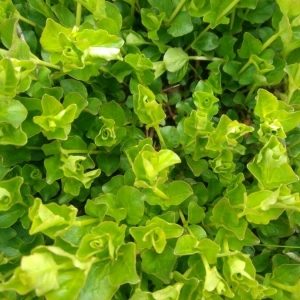 Photographie n°2300255 du taxon Lysimachia nummularia L. [1753]
