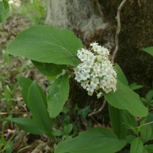 Photographie n°2300266 du taxon Viburnum lantana L. [1753]