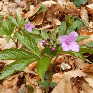 Photographie n°2300267 du taxon Cardamine pentaphyllos (L.) Crantz [1769]