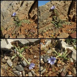 Cichorium pumilum Jacq. (Endive sauvage)