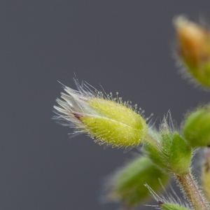 Photographie n°2300315 du taxon Cerastium glomeratum Thuill. [1799]