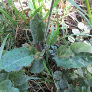  - Hieracium ovalifolium Jord. [1849]