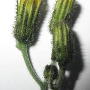 Photographie n°2300347 du taxon Hieracium ovalifolium Jord. [1849]