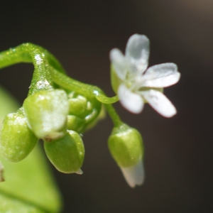 Photographie n°2300379 du taxon Claytonia perfoliata Donn ex Willd. [1798]