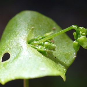 Photographie n°2300381 du taxon Claytonia perfoliata Donn ex Willd. [1798]