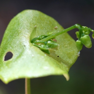 Photographie n°2300382 du taxon Claytonia perfoliata Donn ex Willd. [1798]