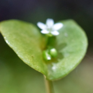 Photographie n°2300383 du taxon Claytonia perfoliata Donn ex Willd. [1798]