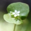  Liliane Roubaudi - Claytonia perfoliata Donn ex Willd. [1798]