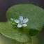  Liliane Roubaudi - Claytonia perfoliata Donn ex Willd. [1798]