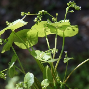 Photographie n°2300387 du taxon Claytonia perfoliata Donn ex Willd. [1798]