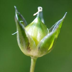 Photographie n°2300405 du taxon Linum usitatissimum L. [1753]