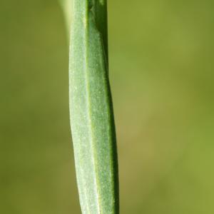 Photographie n°2300408 du taxon Linum usitatissimum L. [1753]