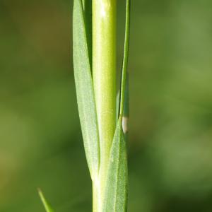 Photographie n°2300410 du taxon Linum usitatissimum L. [1753]