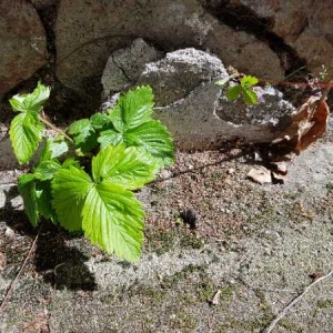 Photographie n°2300416 du taxon Fragaria L.