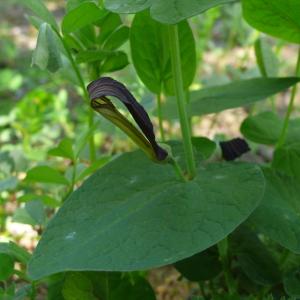 Photographie n°2300430 du taxon Aristolochia rotunda L.