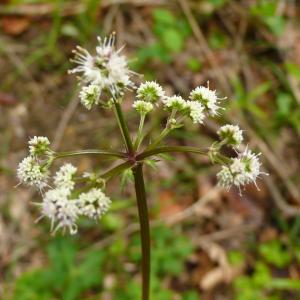 Photographie n°2300436 du taxon Sanicula europaea L.