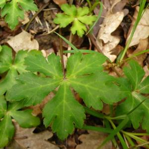 Photographie n°2300437 du taxon Sanicula europaea L.