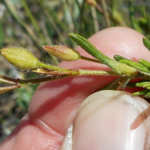 Photographie n°2300447 du taxon Cistus umbellatus subsp. umbellatus 